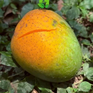 নিরাপদ হিমসাগর আম (১০ কেজি)